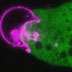 An amoeba nibbling off and engulfing pieces of a human cell.