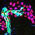 Crescent-shaped clusters of pink Merkel cells at the ends of blue nerve fibers.