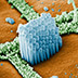 Hair cells on the basilar membrane.