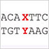 Genetic sequence with multiple A-T and G-C pairs interrupted by one X-Y pair.